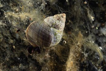 Media type: image;   Malacology 413373 Description: Live specimen image, in situ.;